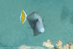 BD-131212-Marsa-Alam-1323-Sufflamen-albicaudatum-(Rüppell.-1829)-[Bluethroat-triggerfish].jpg